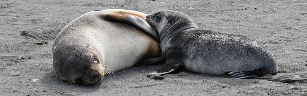 Antarctic fur seal south georgia